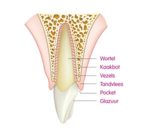 illustratie van de anatomie van een tand en tandvlees
